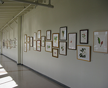 Art Gallery Display
